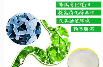 飼料級甲酸鈣 飼料級甲酸鈣