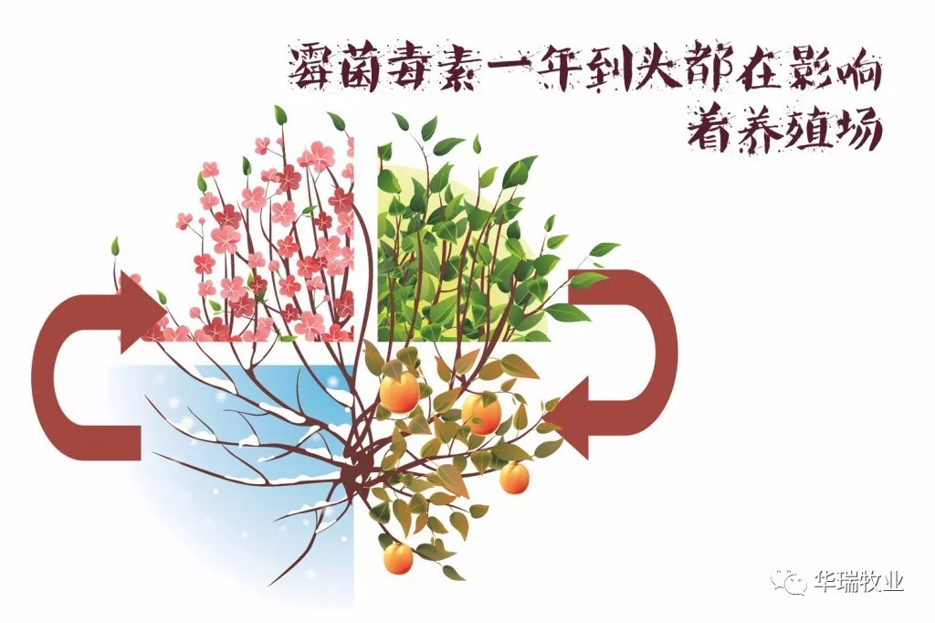 霉菌毒素 霉菌毒素