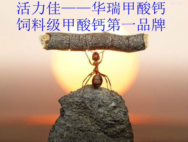 華瑞牧業(yè) 華瑞牧業(yè)