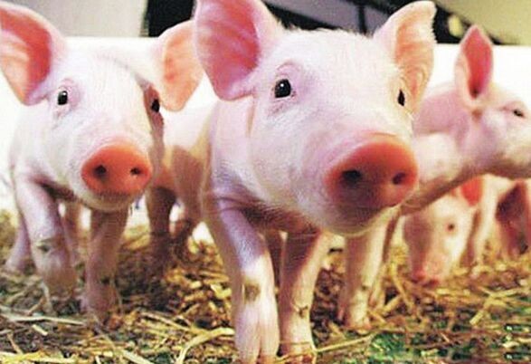 甲酸鈣和乳清粉的對比 甲酸鈣和乳清粉的對比