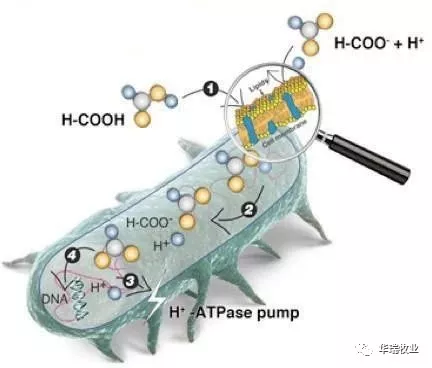 二甲酸鉀-鉀樂 二甲酸鉀-鉀樂