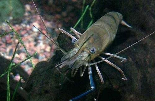 1608863821788652.jpg u=3043595592,1745719896&fm=26&gp=0.jpg