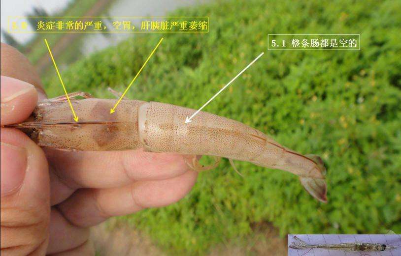 1626247310577989.jpg www.dzs2004.jpg