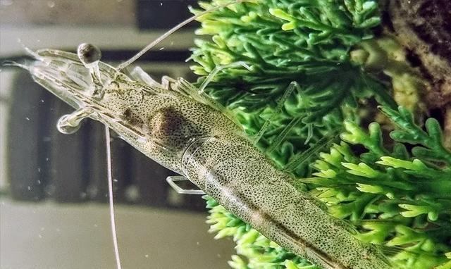 1626247326330725.jpg nimg.ws.126.jpg