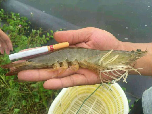 1626247340234540.jpg img.paishanglai.jpg