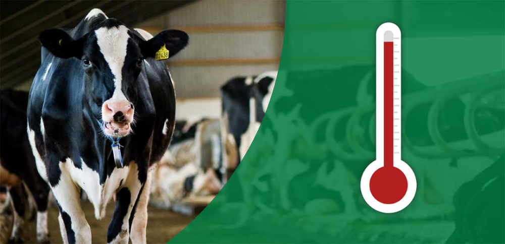 1681180042744242.png 1000.png